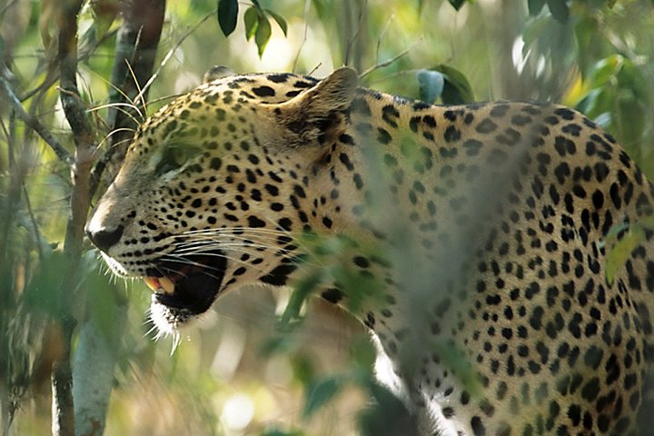 Sri Lanka Leopard Trail ( 15 N/ 16 D) - Photo 1 of 10